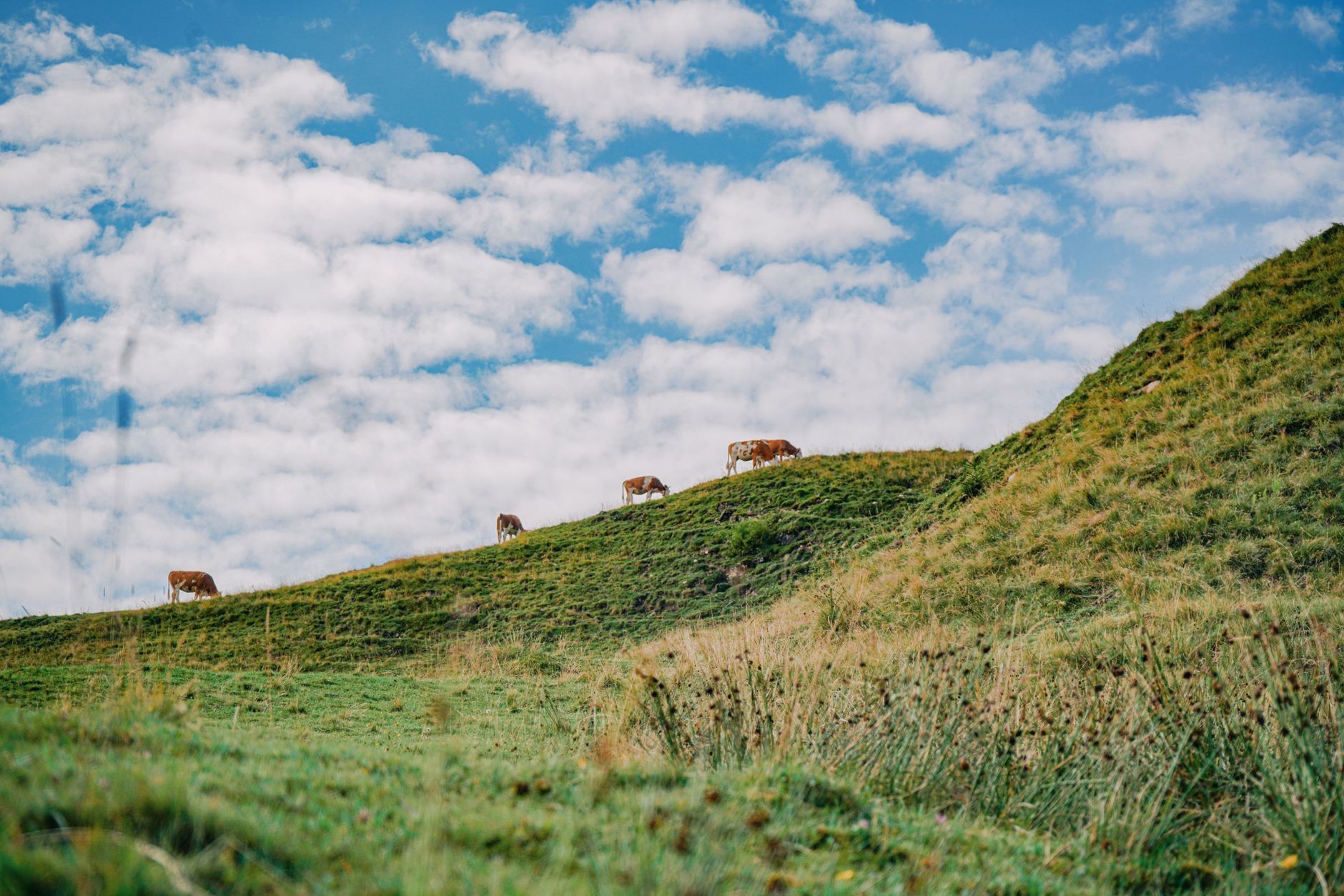 Cattle grazing on hill country pasture